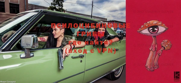 прущие грибы Коряжма